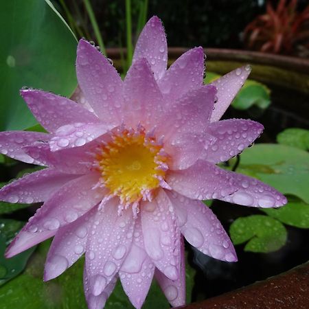Noosa Valley Manor B&B Doonan ภายนอก รูปภาพ