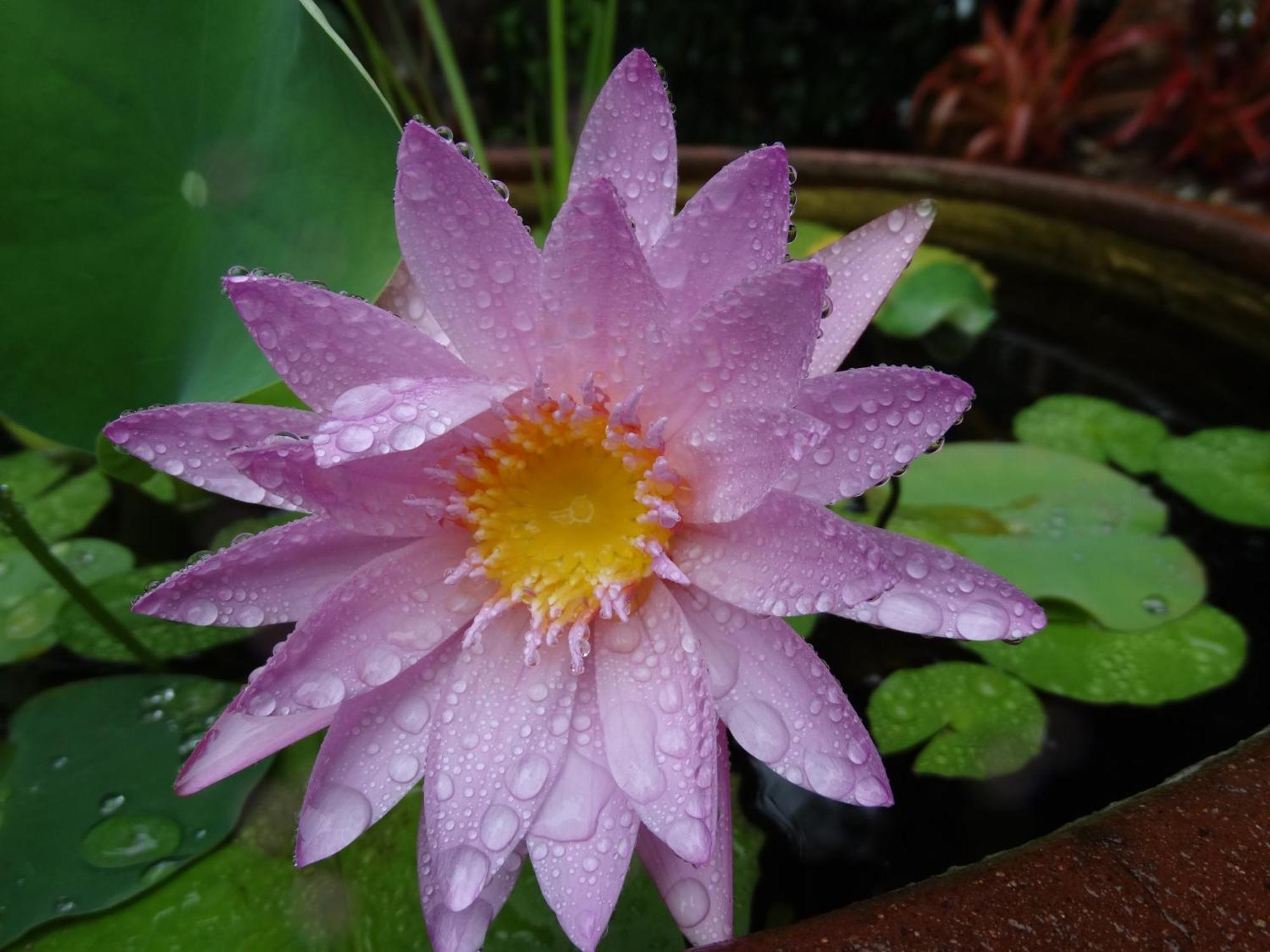 Noosa Valley Manor B&B Doonan ภายนอก รูปภาพ
